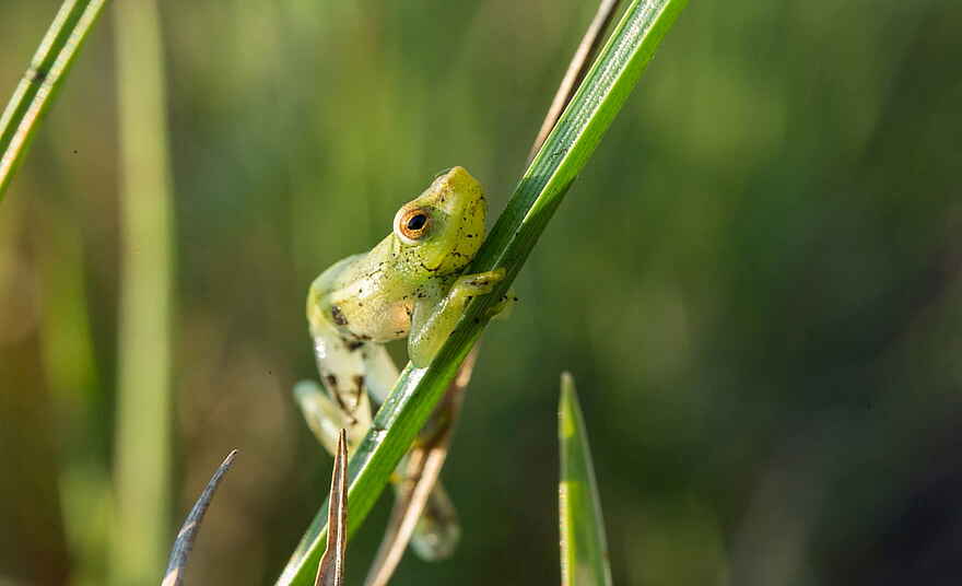 Kanana Camp: Ein kleiner Frosch Kanana Camp: Ein kleiner Frosch