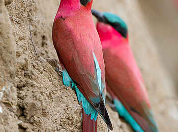 Lion Camp: Karminspint