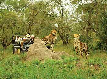 MalaMala Sable Camp: Leoparden