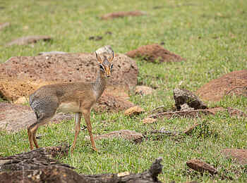 Mara Nyika Camp: Großäugiges Dik Dik