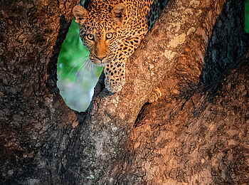 Time + Tide Chinzombo: Leopard auf der Pirsch