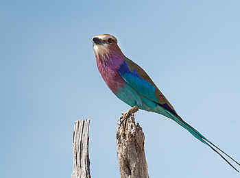 Belmond Savute Elephant Lodge: FarbenprÃ¤chtige Vogelwelt