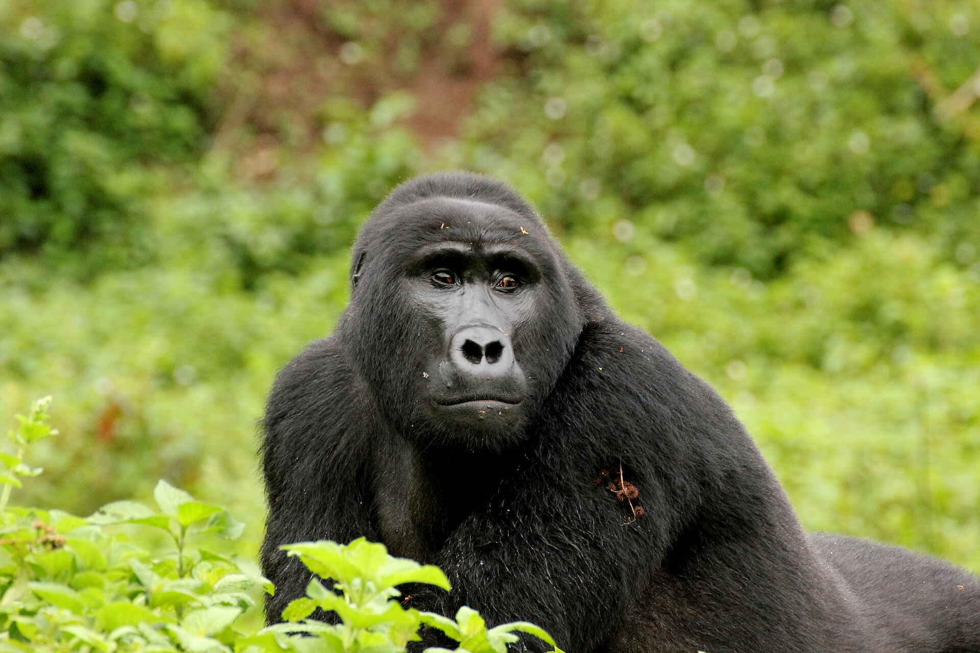 Afrikarma Safaris, Afrikarma Safaris - Wildnis. Hautnah., Afrikarma.de, Buhoma Lodge, Bwindi Impenetrable Forest National Park, Gorilla tracking, Berggorilla, gorilla, gorilla beringei beringei, Afrikarma