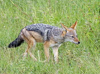 Camelthorn Lodge: Schabrackenschakal im Gras Camelthorn Lodge: Schabrackenschakal im Gras