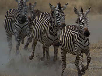 Chem Chem Lodge: Zebras im Galopp Chem Chem Lodge: Zebras im Galopp