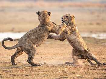 Chitabe Lediba Camp: Spielende Löwen