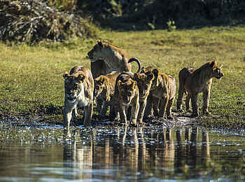 Duba Explorers Camp: Löwen am Wasser