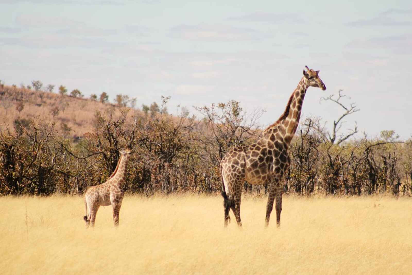 Ghoha Hills Savuti Lodge: Giraffen Ghoha Hills Savuti Lodge: Giraffen