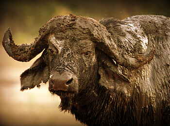 Goliath Tented Camp: Büffel nach einem Schlammbad