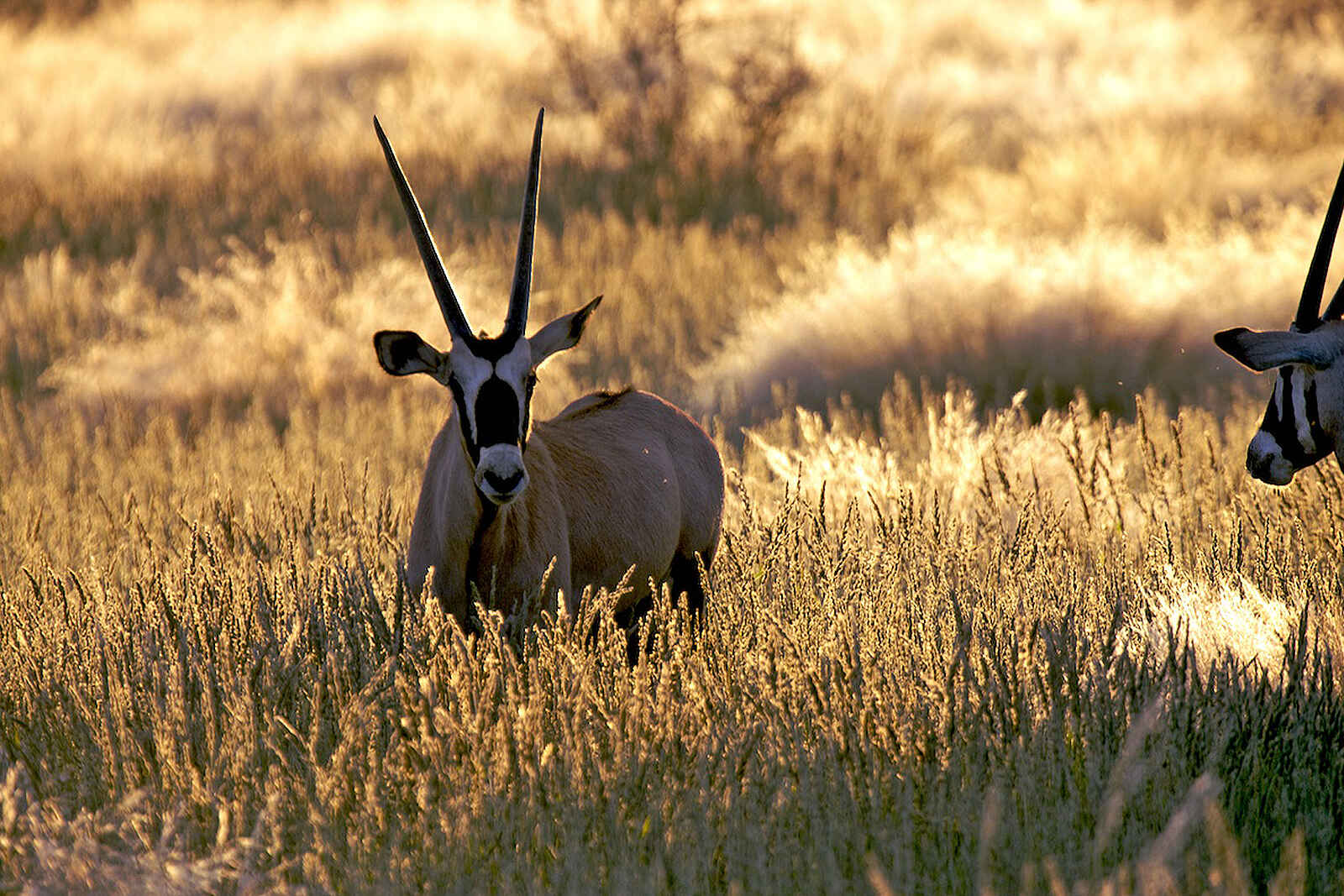 Kalahari Farmhouse: Oryx-Antilope Kalahari Farmhouse: Oryx-Antilope