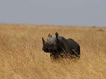Kaskaz Mara Camp: Nashorn