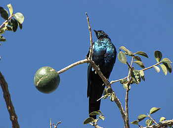 Khama Rhino Sanctuary: Glanzstar Khama Rhino Sanctuary: Glanzstar