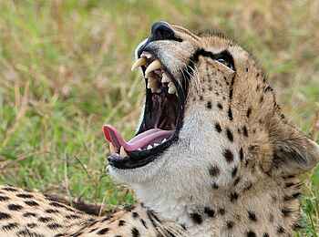 Kiota Camp: Gähnender Gepard Kiota Camp: Gähnender Gepard