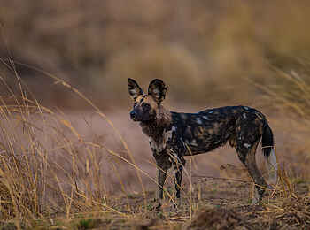 Luambe Camp: Ein vereinzelter vom Aussterben bedrohter Wildhund Luambe Camp: Ein vereinzelter vom Aussterben bedrohter Wildhund