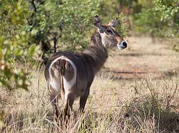 Mpala Jena Camp: Antilope Mpala Jena Camp: Antilope