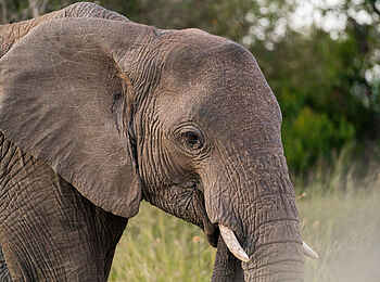 Naboisho Camp: Elefant