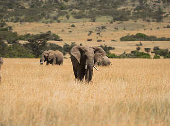 Naboisho Camp: Elefantenherde