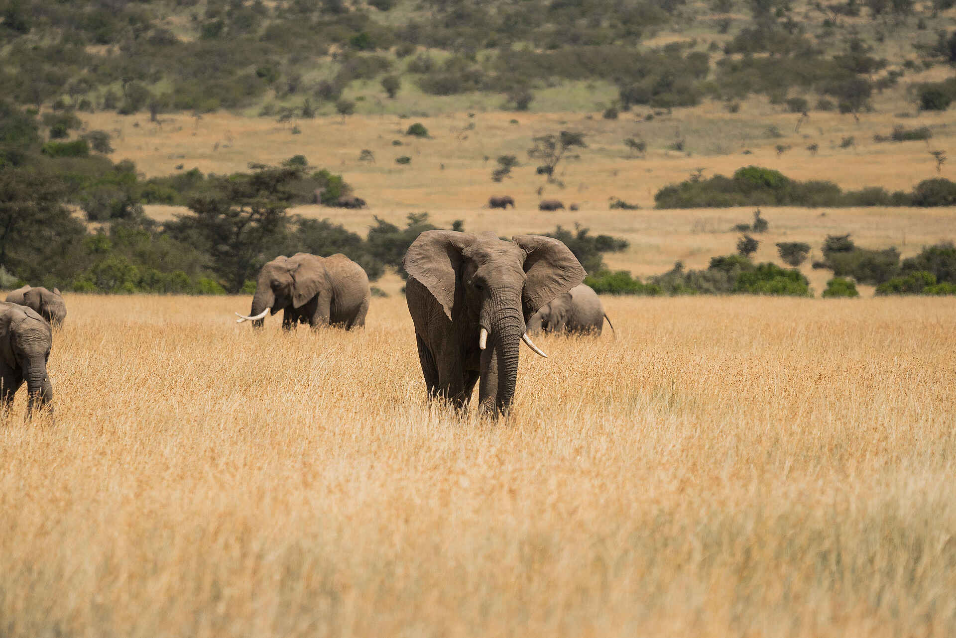 Naboisho Camp: Elefantenherde