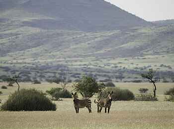 Palmwag Lodge: Hartmannzebra