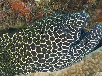 Rocktail Beach Camp: Netzmuräne