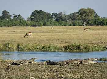 Saguni Safari Lodge: Krokodile Saguni Safari Lodge: Krokodile