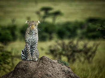 The Sambuk Suite at Mara Nyika Camp: Ein Leopard auf einem Termitenhügel The Sambuk Suite at Mara Nyika Camp: Ein Leopard auf einem Termitenhügel