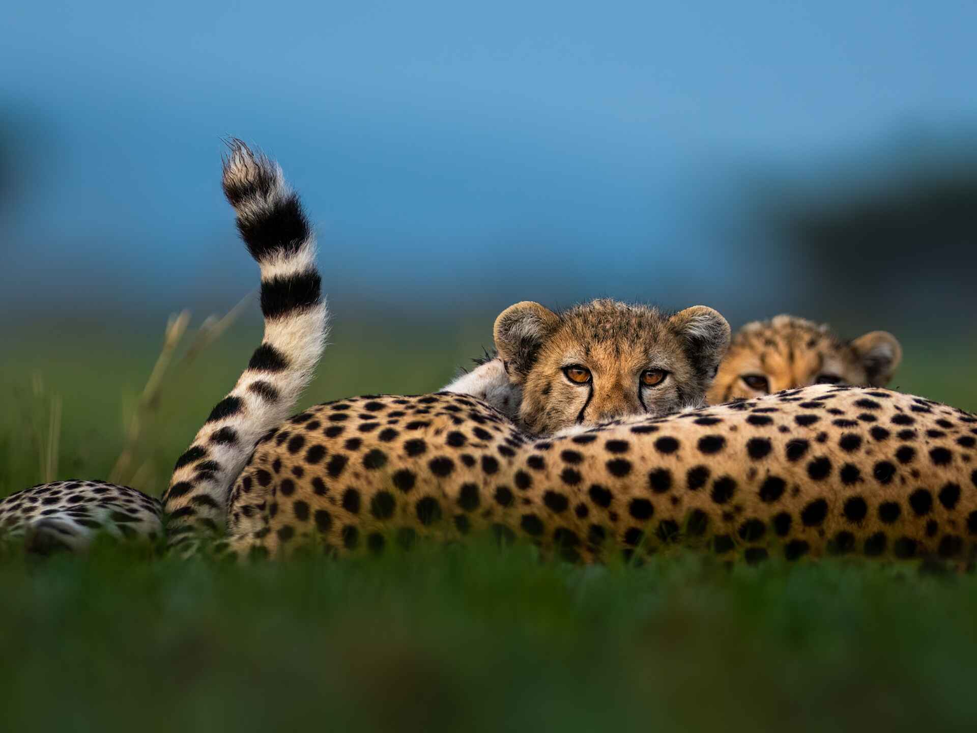Singita Faru Faru: Junge Geparden bei der Mutter Singita Faru Faru: Junge Geparden bei der Mutter