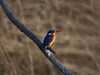Bumi Hills Safari Lodge: Malachite Kingfisher Bumi Hills Safari Lodge: Malachite Kingfisher