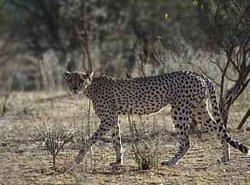 Ilkeliani Camp: Ein aufmerksamer Gepard Ilkeliani Camp: Ein aufmerksamer Gepard