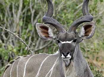 Kwetsani Camp: Kudu Kwetsani Camp: Kudu