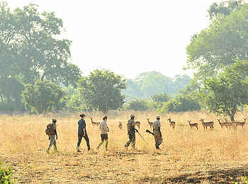Lion Camp: Tiere in der Landschaft