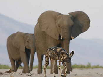 Little Vundu Camp: Elefanten und Wildhund Little Vundu Camp: Elefanten und Wildhund