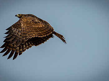 Sangha Lodge: Greifvogel Sangha Lodge: Greifvogel