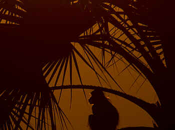 Selinda Camp: Pavian in den Bäumen