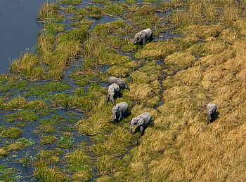 Selinda Explorers Camp: Elefanten im Schilf Selinda Explorers Camp: Elefanten im Schilf