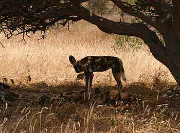 Tuli Safari Lodge Mashatu: Afrikanische Wildhunde