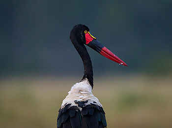 Wilderness Mara Camp: Sattelstorch