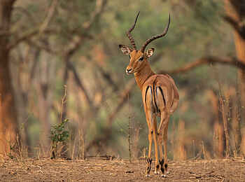 Amanzi Camp: Ein einzelner Impala Bock Amanzi Camp: Ein einzelner Impala Bock