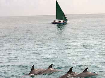 andBeyond Benguerra Island: Delfine