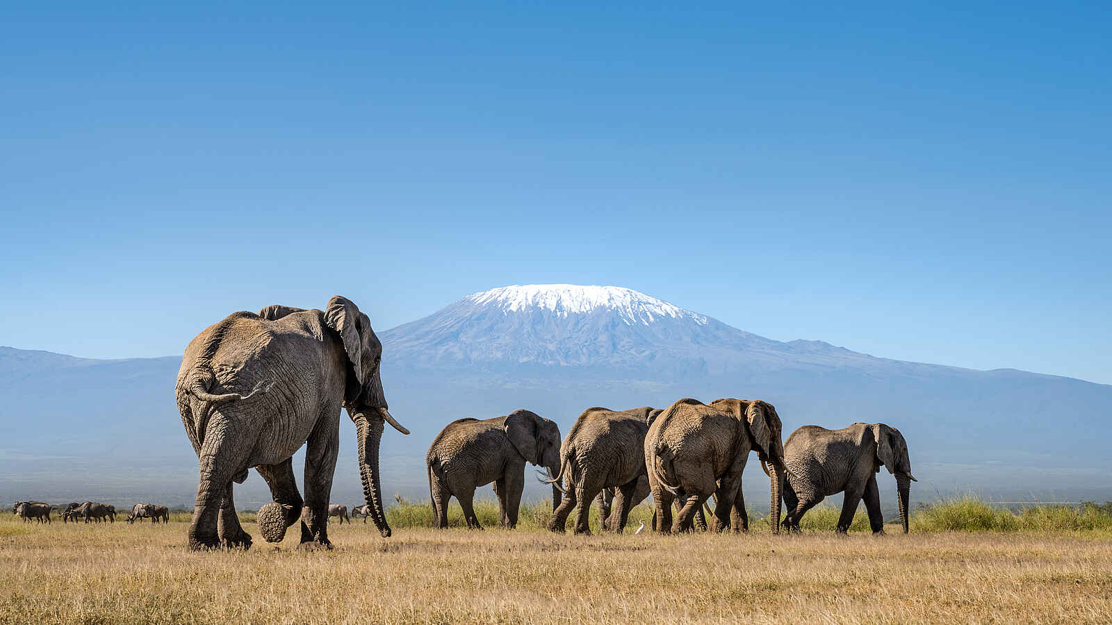 Angama Amboseli: Eine Elefantenherde Angama Amboseli: Eine Elefantenherde