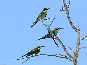 Bomani Tented Lodge: Vielzahl an Vögeln
