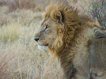 Camp Xakanaxa: Löwe