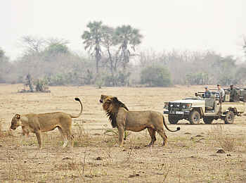 Chiawa Camp: Löwenpärchen