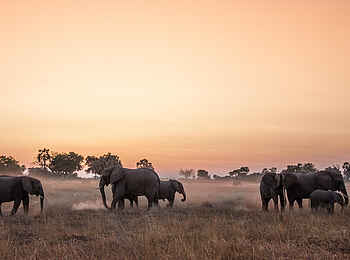 Chitabe Lediba Camp: In der Dämmerung