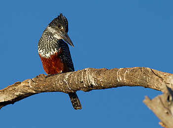 Chobe Game Lodge: Birding