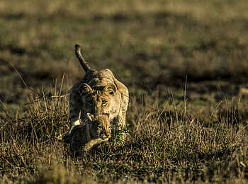 Duba Explorers Camp: Eine Löwin mit Jungem