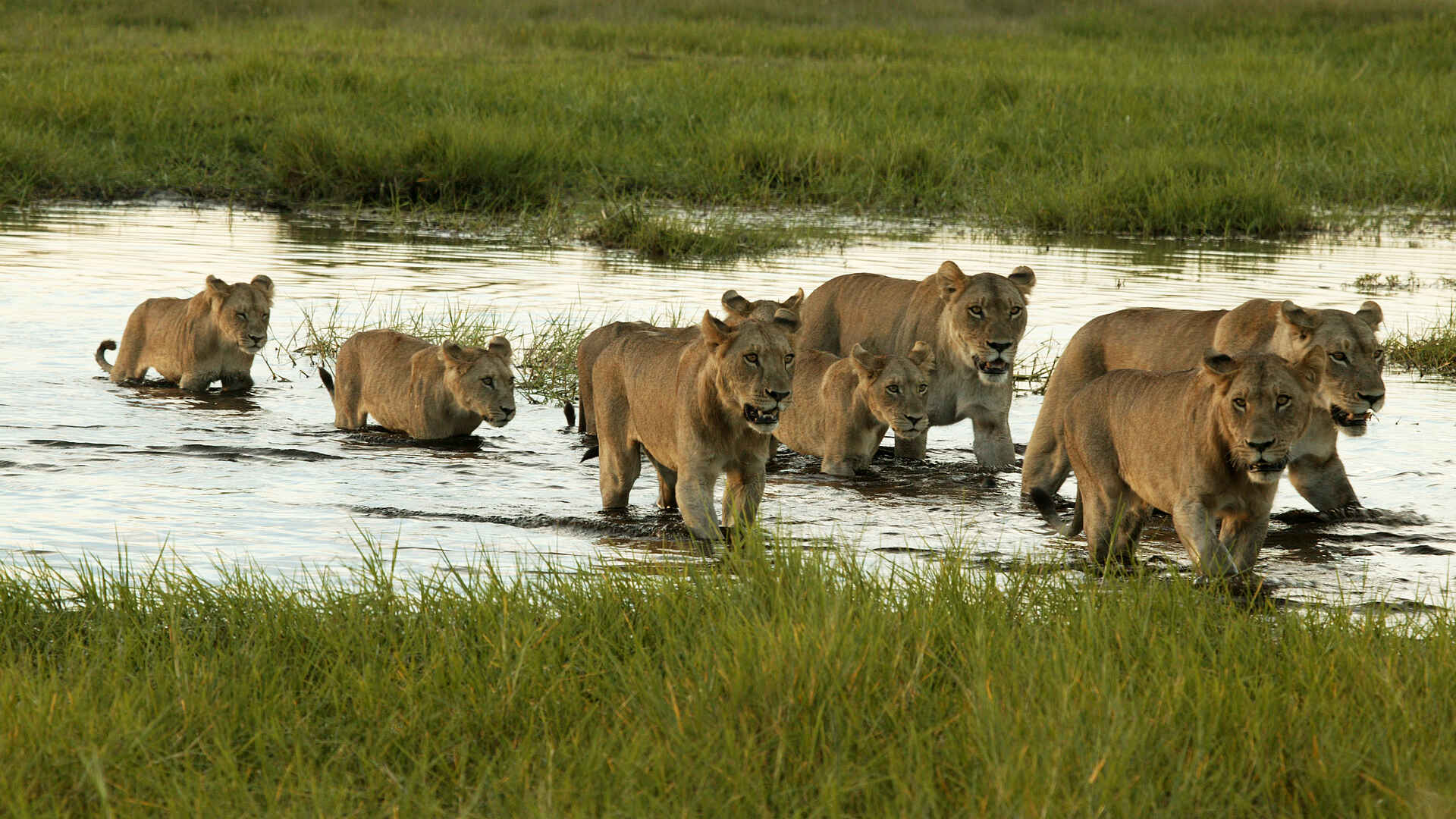 Duba Plains Camp: Löwenrudel auf Wassermarsch