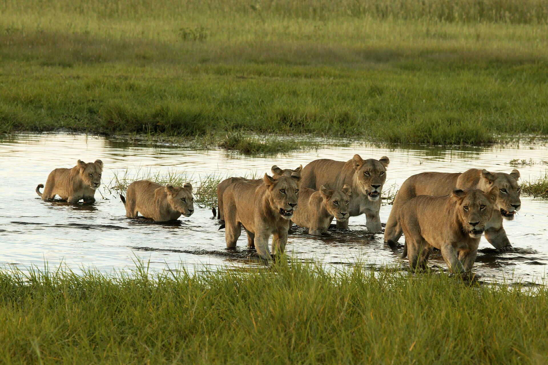 Duba Plains Camp: Löwenrudel auf Wassermarsch