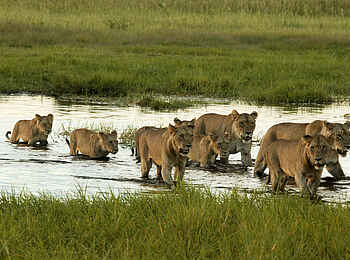 Duba Plains Camp: Löwenrudel auf Wassermarsch