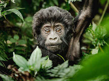 Erebero Hills: Ein neugieriges Gorillababy Erebero Hills: Ein neugieriges Gorillababy
